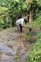cultivating the rice paddies, Java Indonesia